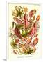 Pitcher Plants-Ernst Haeckel-Framed Art Print