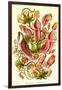 Pitcher Plants-Ernst Haeckel-Framed Art Print