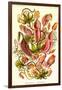 Pitcher Plants-Ernst Haeckel-Framed Art Print