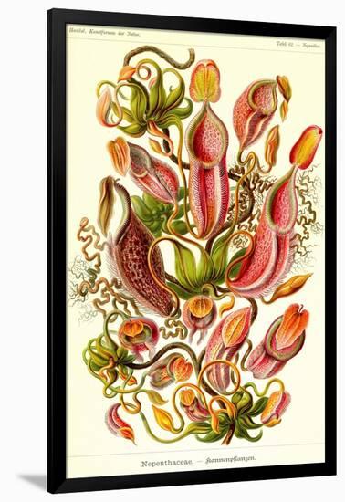 Pitcher Plants-Ernst Haeckel-Framed Art Print