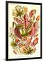 Pitcher Plants-Ernst Haeckel-Framed Art Print