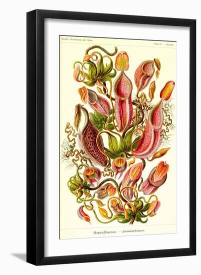 Pitcher Plants-Ernst Haeckel-Framed Art Print