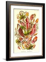 Pitcher Plants-Ernst Haeckel-Framed Art Print