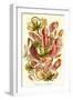 Pitcher Plants-Ernst Haeckel-Framed Art Print