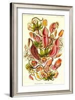 Pitcher Plants-Ernst Haeckel-Framed Art Print