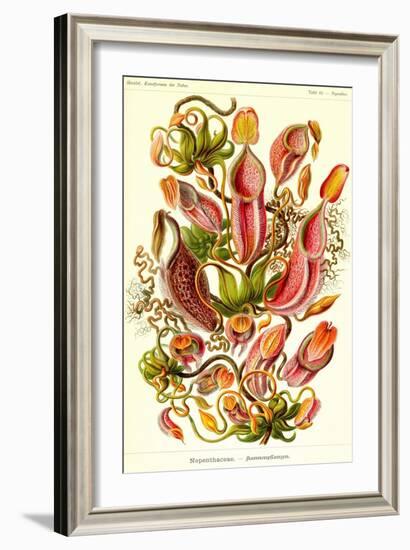 Pitcher Plants-Ernst Haeckel-Framed Art Print