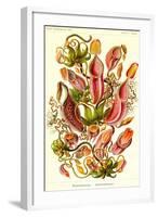 Pitcher Plants-Ernst Haeckel-Framed Art Print