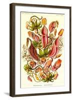 Pitcher Plants-Ernst Haeckel-Framed Art Print