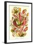 Pitcher Plants-Ernst Haeckel-Framed Art Print