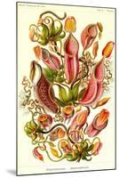 Pitcher Plants-Ernst Haeckel-Mounted Art Print