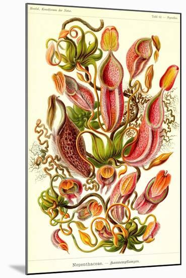 Pitcher Plants-Ernst Haeckel-Mounted Art Print