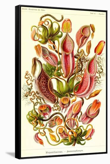 Pitcher Plants-Ernst Haeckel-Framed Stretched Canvas