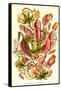 Pitcher Plants-Ernst Haeckel-Framed Stretched Canvas