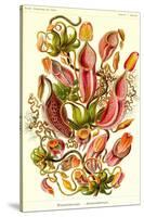 Pitcher Plants-Ernst Haeckel-Stretched Canvas