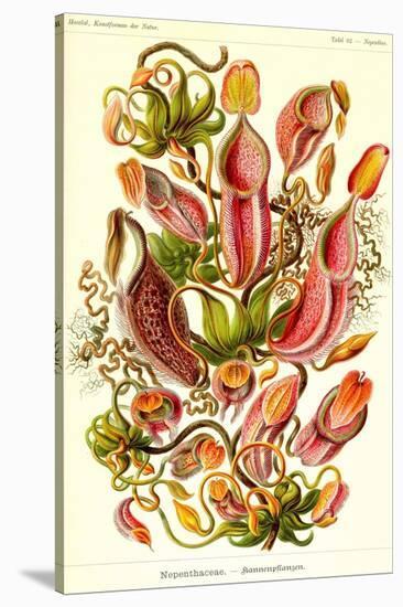 Pitcher Plants-Ernst Haeckel-Stretched Canvas