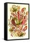 Pitcher Plants-Ernst Haeckel-Framed Stretched Canvas