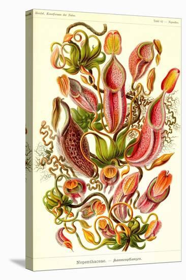 Pitcher Plants-Ernst Haeckel-Stretched Canvas