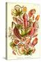 Pitcher Plants-Ernst Haeckel-Stretched Canvas