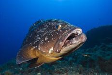 Dusky Grouper (Epinephelus Marginatus) Lavezzi Islands, Corsica, France, September-Pitkin-Photographic Print