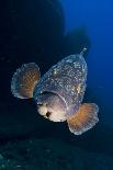 Mediterranean Barracuda (Sphyraena Sphyraena) Shoal, Lavezzi Islands, Corsica, France, September-Pitkin-Photographic Print