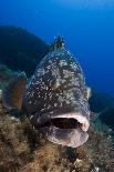 Striped - Mediterranean Barracuda (Sphyraena Sphyraena) Shoal over Rocks, Corsica, France-Pitkin-Photographic Print