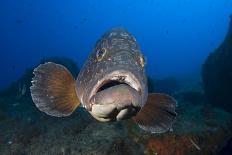 Dusky Grouper (Epinephelus Marginatus) Lavezzi Islands, Corsica, France, September-Pitkin-Framed Stretched Canvas