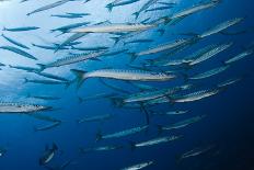 Striped - Mediterranean Barracuda (Sphyraena Sphyraena) Shoal over Rocks, Corsica, France-Pitkin-Photographic Print