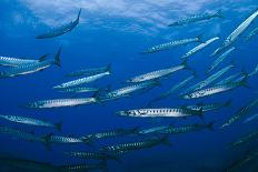 Mediterranean Barracuda (Sphyraena Sphyraena) Shoal, Lavezzi Islands, Corsica, France, September-Pitkin-Framed Photographic Print