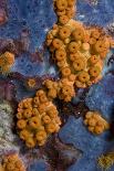 Gorgonian Coral on Rock Face Covered with Yellow Encrusting Anemones, Sponges and Corals, Corsica-Pitkin-Photographic Print