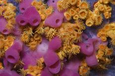 Gorgonian Coral on Rock Face Covered with Yellow Encrusting Anemones, Sponges and Corals, Corsica-Pitkin-Photographic Print