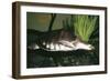 Pitted-Shelled, Pig-Nosed Turtle-null-Framed Photographic Print