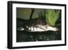 Pitted-Shelled, Pig-Nosed Turtle-null-Framed Photographic Print