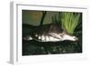 Pitted-Shelled, Pig-Nosed Turtle-null-Framed Photographic Print