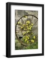 Pittsburg, PA. USA. Fall on the Farm-Julien McRoberts-Framed Photographic Print