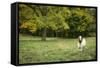Pittsburg, PA. USA. Fall on the Farm-Julien McRoberts-Framed Stretched Canvas