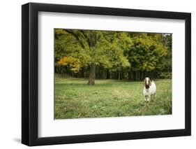 Pittsburg, PA. USA. Fall on the Farm-Julien McRoberts-Framed Photographic Print