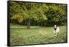 Pittsburg, PA. USA. Fall on the Farm-Julien McRoberts-Framed Stretched Canvas