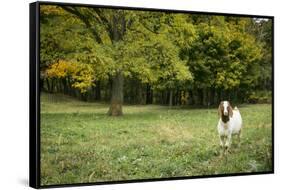 Pittsburg, PA. USA. Fall on the Farm-Julien McRoberts-Framed Stretched Canvas