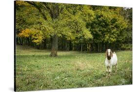 Pittsburg, PA. USA. Fall on the Farm-Julien McRoberts-Stretched Canvas