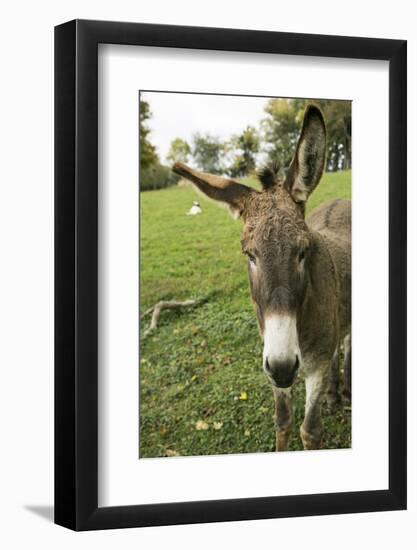 Pittsburg, PA. USA. Fall on the Farm-Julien McRoberts-Framed Photographic Print