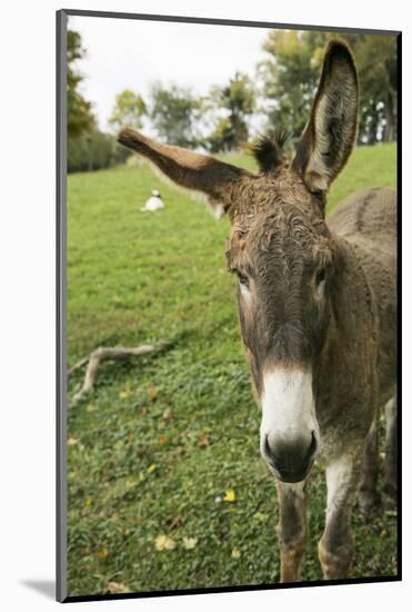 Pittsburg, PA. USA. Fall on the Farm-Julien McRoberts-Mounted Photographic Print