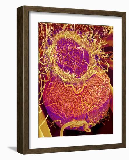 Pituitary Gland Blood Vessels, SEM-Susumu Nishinaga-Framed Photographic Print