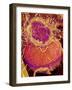 Pituitary Gland Blood Vessels, SEM-Susumu Nishinaga-Framed Photographic Print