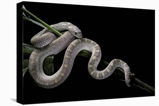 Pituophis Melanoleucus Mugitus (Pine Snake)-Paul Starosta-Stretched Canvas