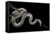 Pituophis Melanoleucus Mugitus (Pine Snake)-Paul Starosta-Framed Stretched Canvas