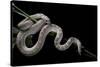 Pituophis Melanoleucus Mugitus (Pine Snake)-Paul Starosta-Stretched Canvas