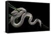 Pituophis Melanoleucus Mugitus (Pine Snake)-Paul Starosta-Framed Stretched Canvas