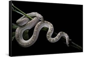 Pituophis Melanoleucus Mugitus (Pine Snake)-Paul Starosta-Framed Stretched Canvas