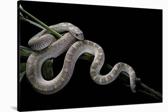 Pituophis Melanoleucus Mugitus (Pine Snake)-Paul Starosta-Stretched Canvas