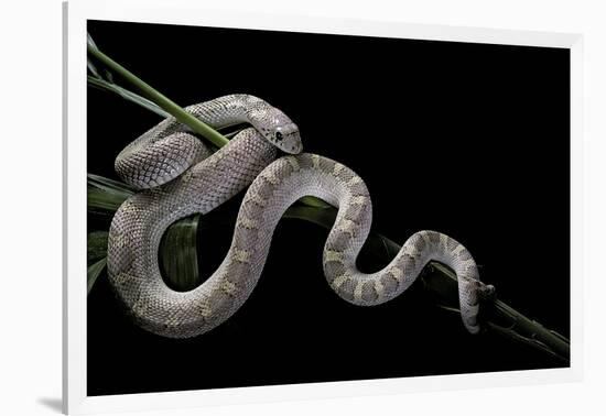 Pituophis Melanoleucus Mugitus (Pine Snake)-Paul Starosta-Framed Photographic Print